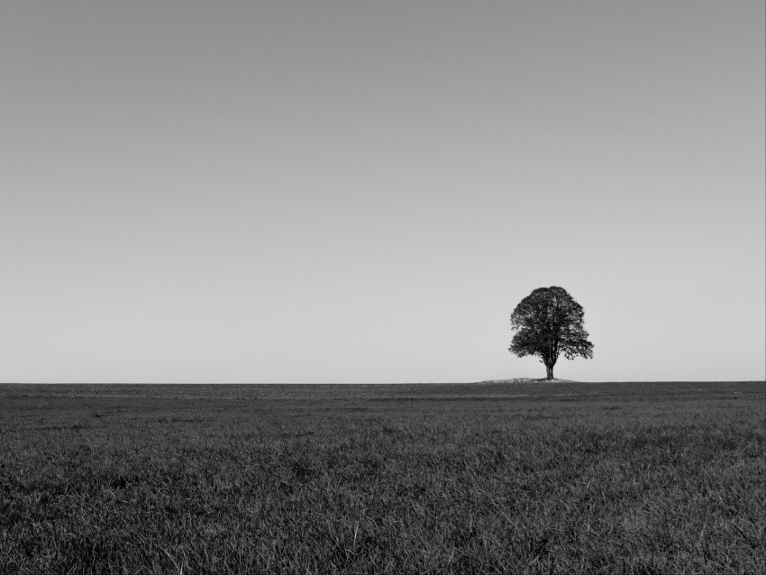 tree minimalism bw horizon field PNG files with transparent elements wide collection 4k wallpaper