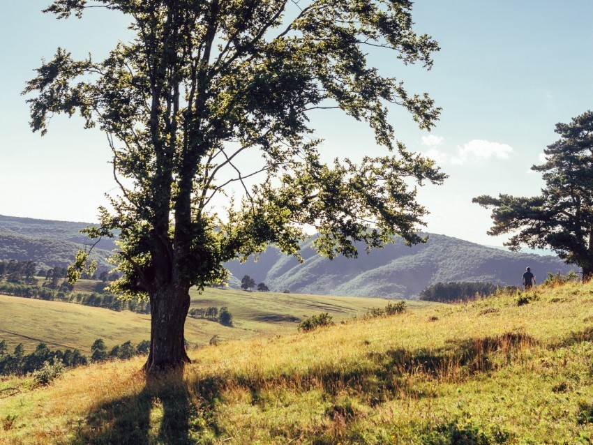 tree mountains meadows man sunlight landscape HD transparent PNG 4k wallpaper