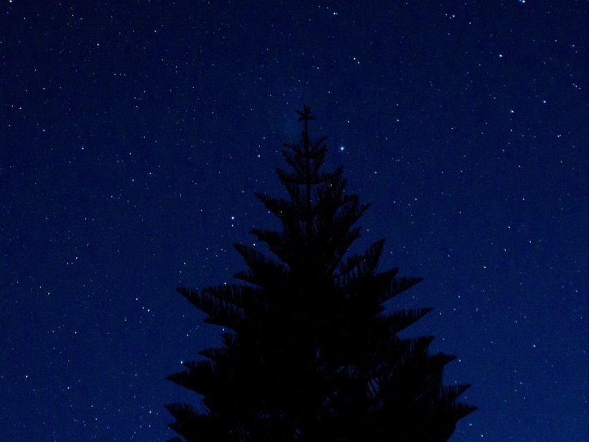 tree outline starry sky night tops PNG file with alpha