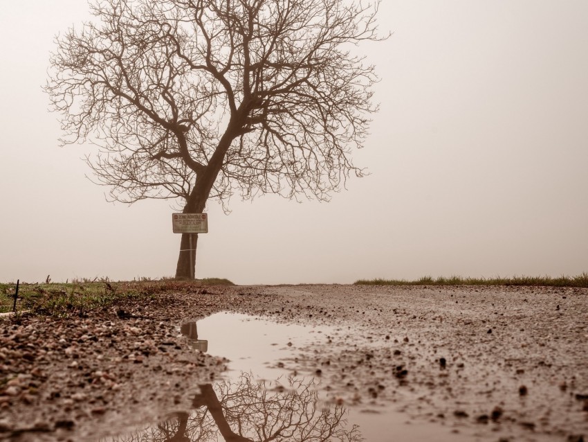 tree puddle fog reflection wet PNG Graphic Isolated on Clear Background Detail