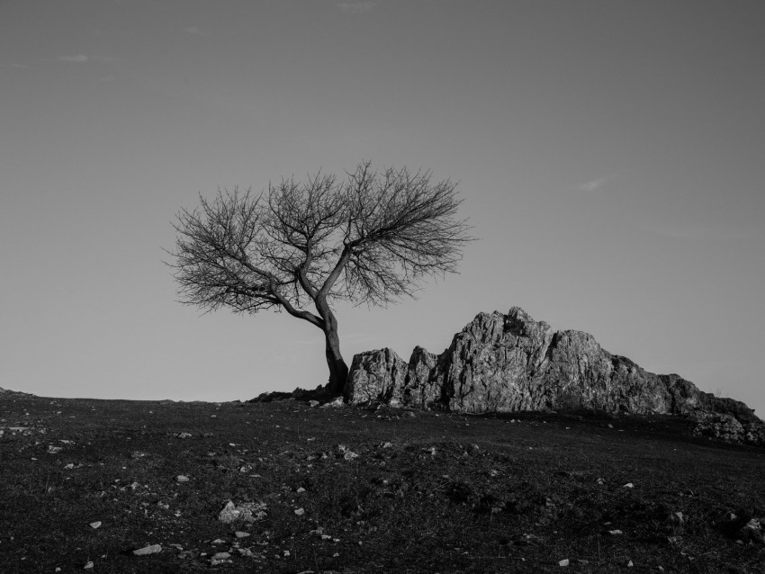 tree rock bw minimalism Clear Background PNG Isolated Graphic