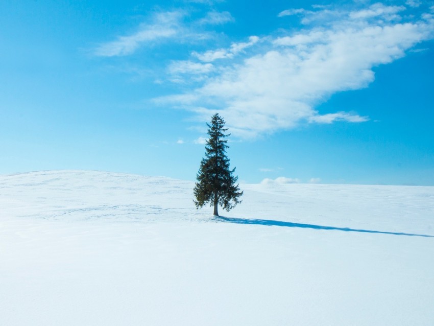 tree snow winter horizon sky Isolated Subject on Clear Background PNG