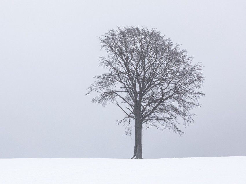 tree snow winter minimalism bw Isolated Artwork on Transparent Background PNG