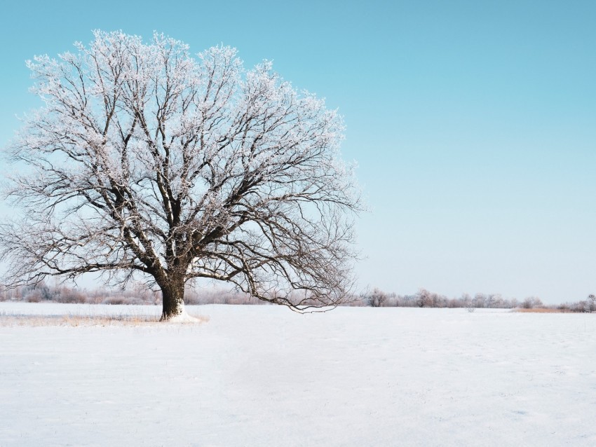tree snow winter snowy sky horizon PNG Isolated Subject with Transparency