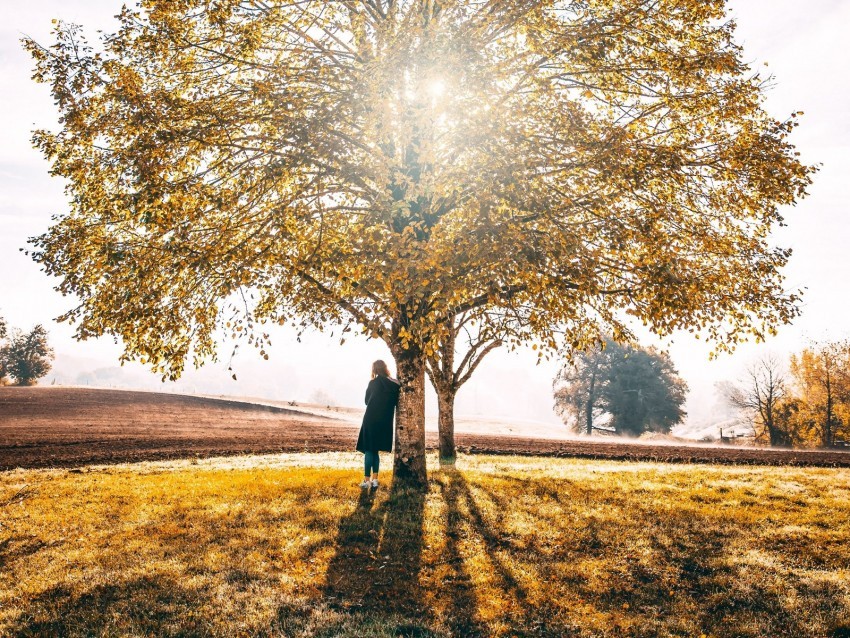 tree solitude sunlight autumn grass Free PNG images with alpha transparency compilation