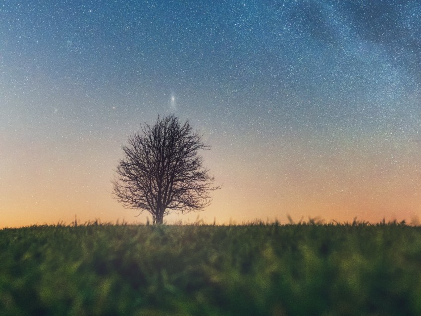 tree starry sky grass horizon PNG Image with Transparent Isolation