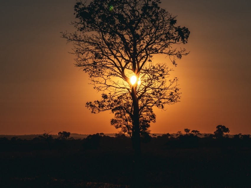 tree sun sunset twilight dark PNG images with alpha transparency wide collection