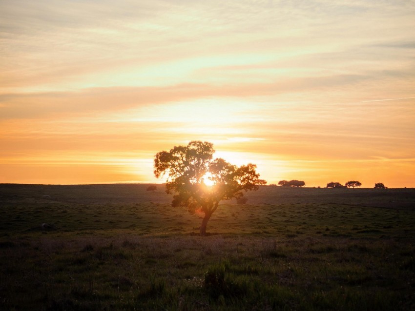 tree sunset field horizon sunlight PNG transparent photos comprehensive compilation 4k wallpaper