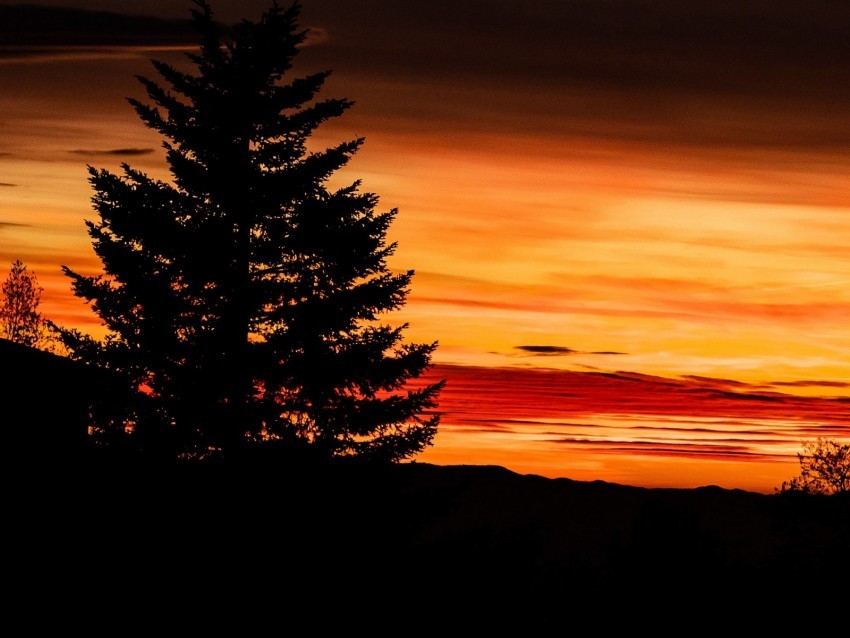 tree sunset night sky outlines PNG Image with Clear Background Isolation 4k wallpaper