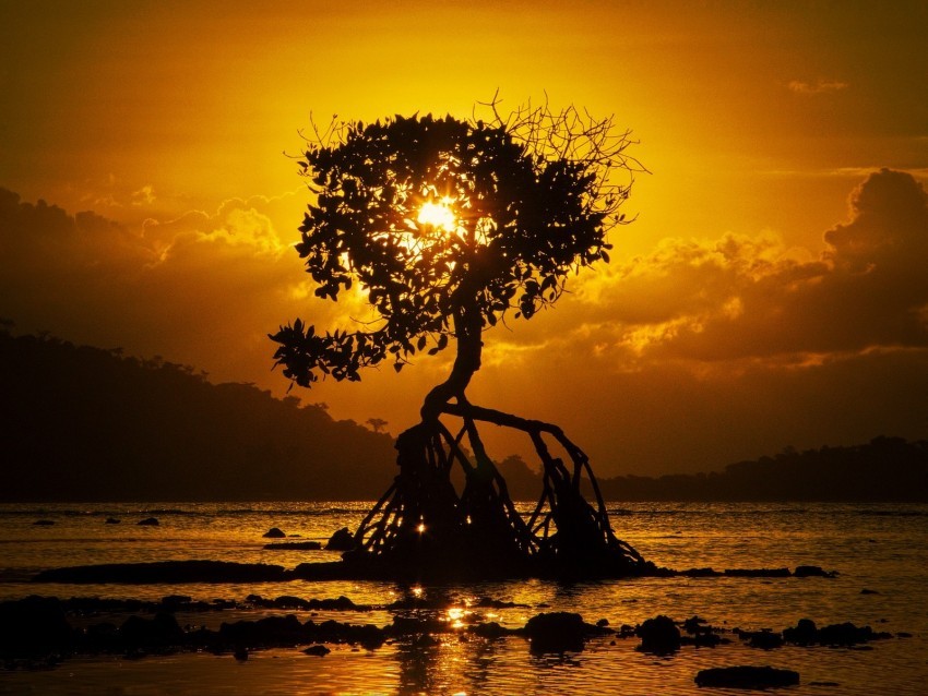 tree sunset roots shore bali Alpha channel PNGs
