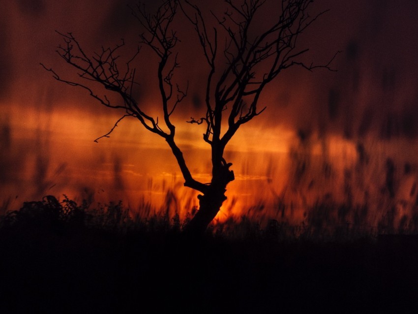 tree sunset twilight dark landscape Transparent PNG images with high resolution