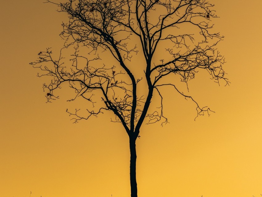 tree sunset twilight dark lonely Isolated Design Element in HighQuality PNG