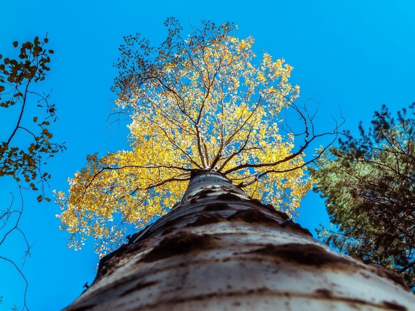 tree trunk sky bottom view branches PNG file with no watermark