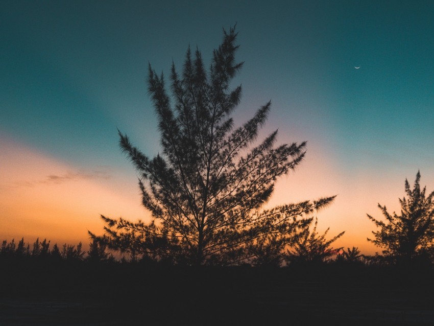 tree twilight evening sky sunset outlines Transparent Background Isolation of PNG