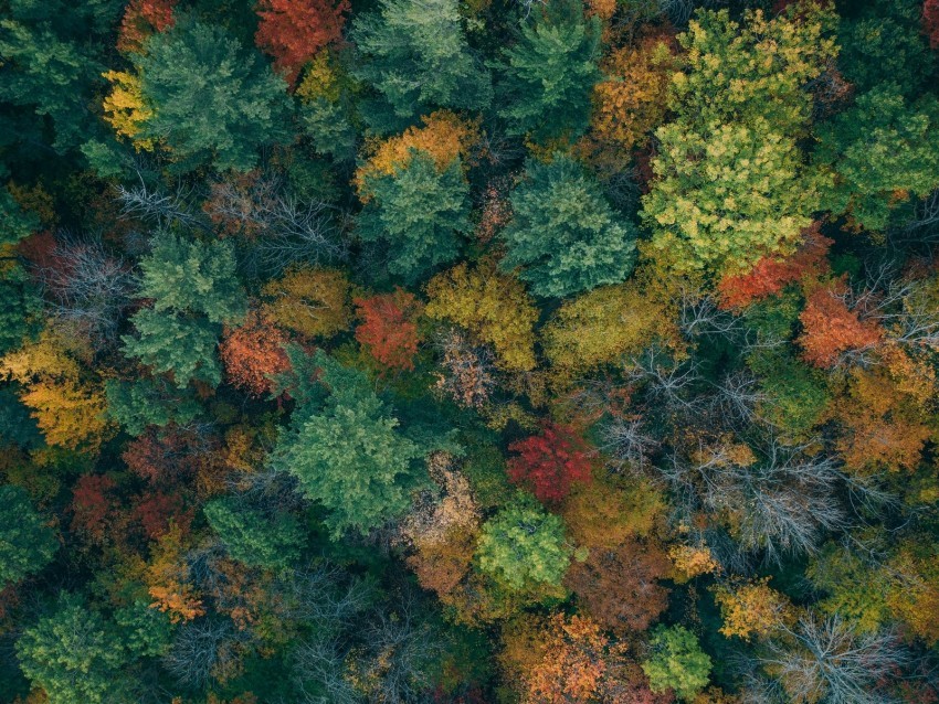 trees aerial view autumn autumn colors forest colorful PNG images no background