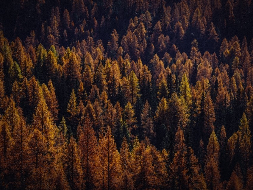 trees aerial view autumn shadows forest Clear PNG photos