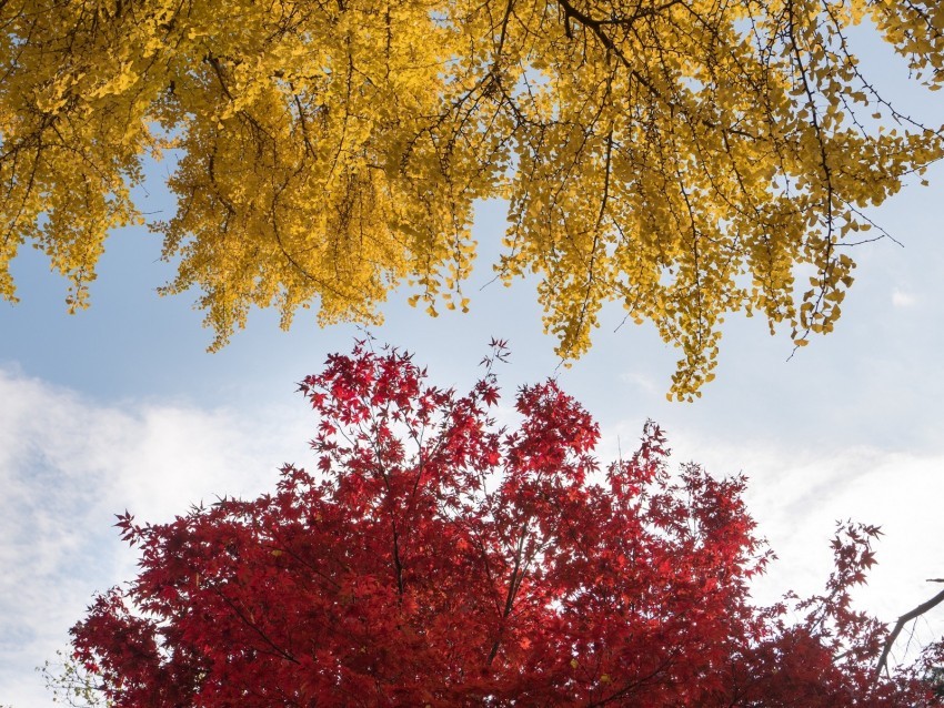 trees autumn fall colors foliage High-quality transparent PNG images