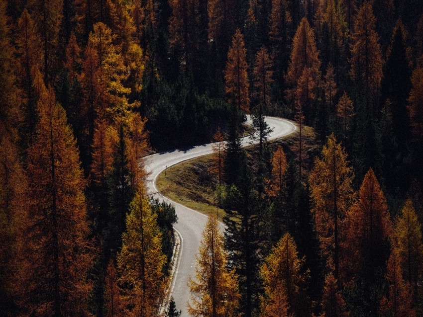 trees autumn road aerial view forest Clear background PNG images comprehensive package