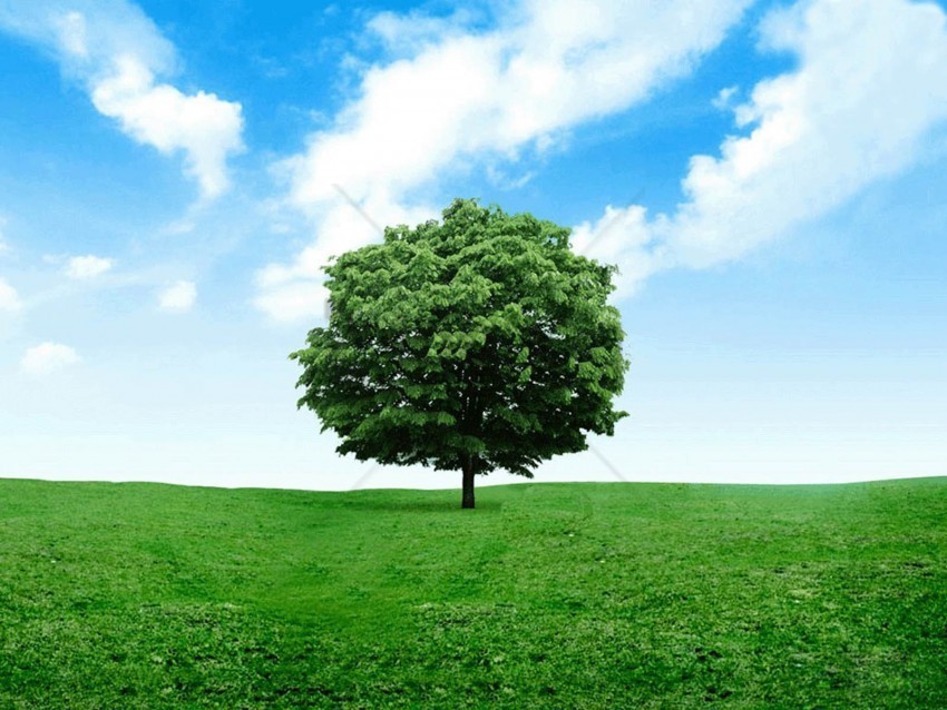 trees background image PNG for use background best stock photos - Image ID 733c68b6