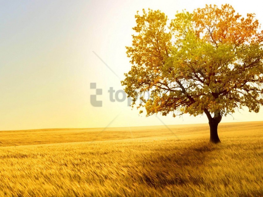 Trees Background Image PNG Graphics For Presentations