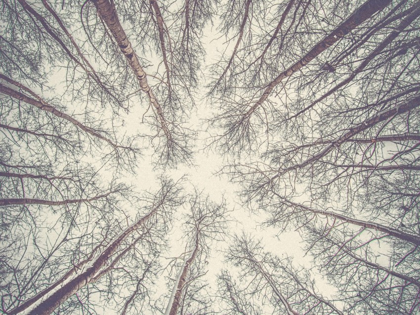 trees branches bottom view bright sky PNG images with transparent elements pack