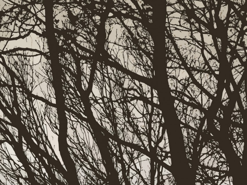 trees branches bw minimalism Transparent PNG Isolated Artwork 4k wallpaper