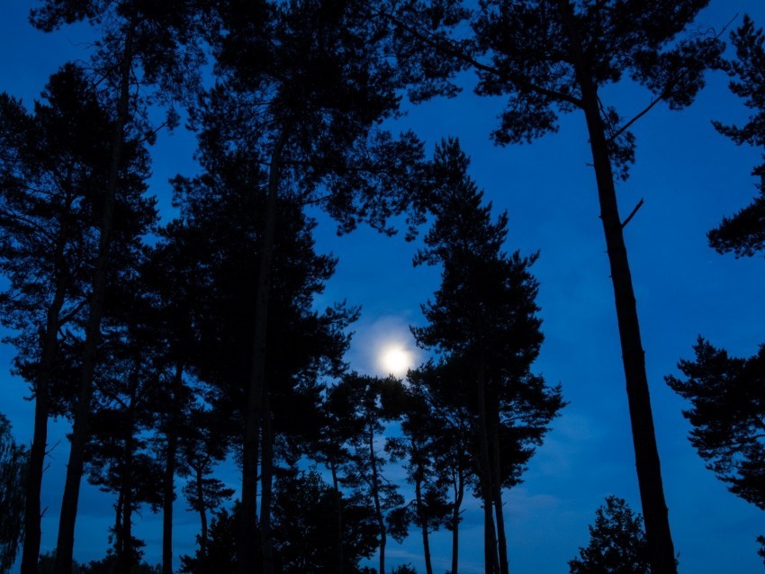 trees branches moon sky night Transparent Background Isolated PNG Design