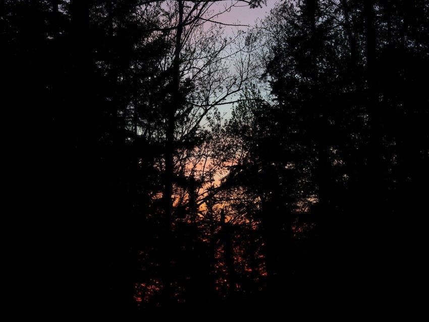 trees branches sunset dark forest Clear pics PNG