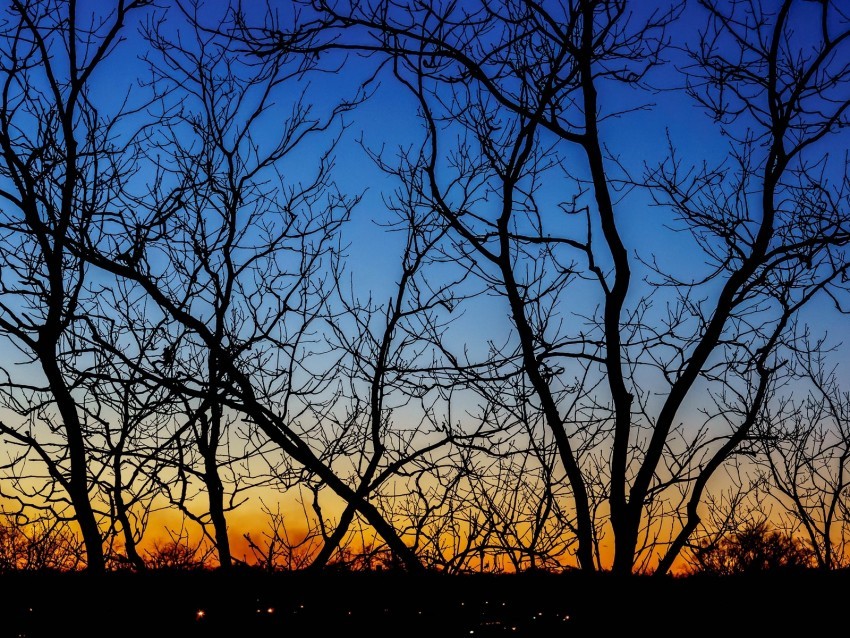 trees branches sunset horizon gradient PNG files with no royalties