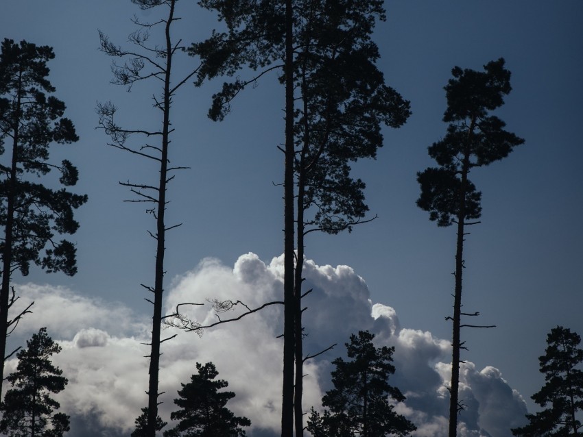 trees clouds tops outlines evening PNG transparent designs 4k wallpaper