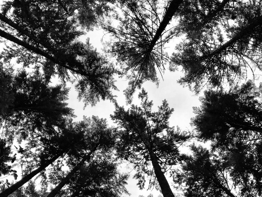 trees crowns forest tops bw view dizzy Free PNG images with alpha transparency