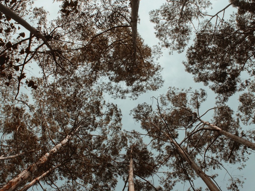 trees crowns treetops sky bottom view Isolated Subject in Clear Transparent PNG
