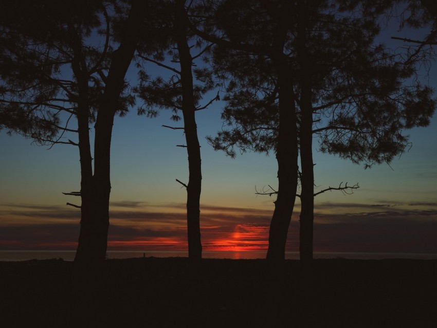 trees dark twilight outlines sunset Transparent PNG Graphic with Isolated Object 4k wallpaper