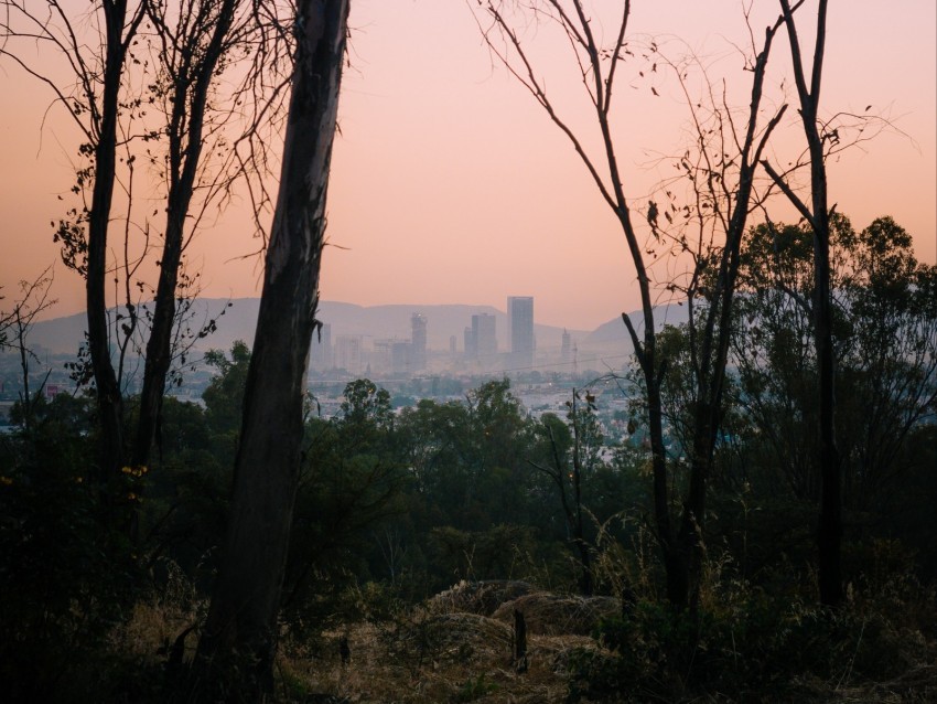 trees dawn city mexico Isolated Design Element on PNG 4k wallpaper