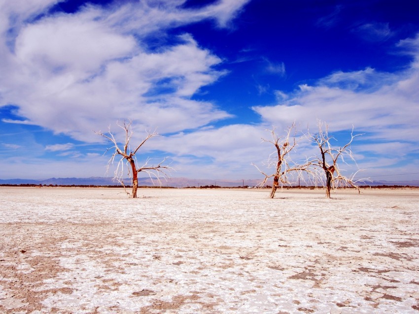 trees desert branches sky clouds dry lake Clean Background Isolated PNG Object