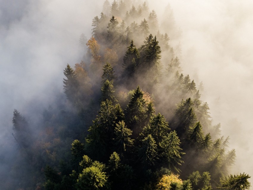 trees fog aerial view treetops forest Isolated Subject in HighQuality Transparent PNG
