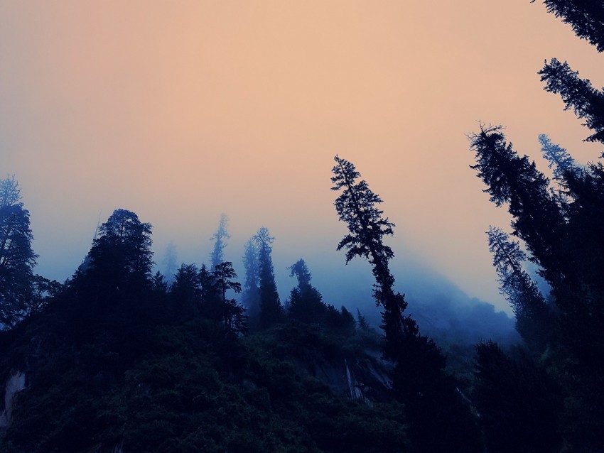 trees fog bottom view twilight sky PNG images with alpha transparency diverse set