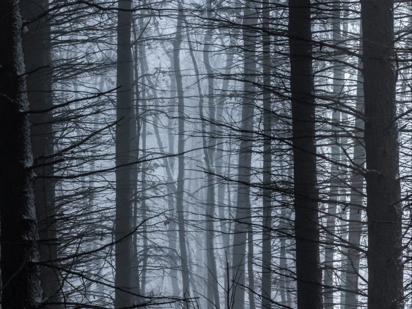 trees fog branches forest PNG images with no watermark 4k wallpaper