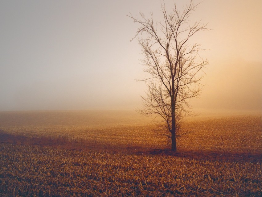 trees fog field horizon grass minimalism PNG transparent images for printing 4k wallpaper