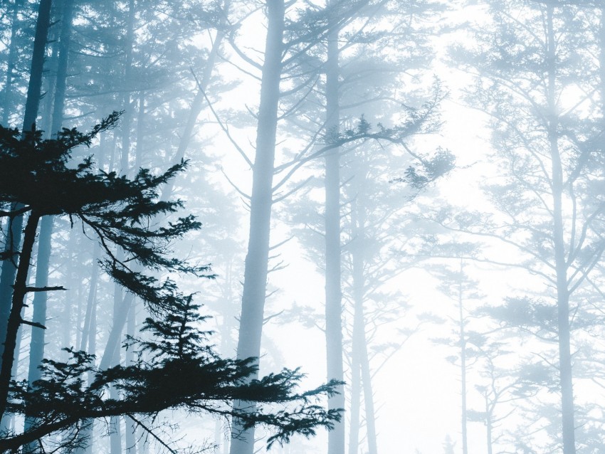 trees fog forest branches Isolated Element with Clear PNG Background