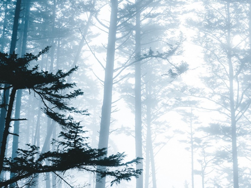 trees fog forest branches Isolated Element with Clear PNG Background 4k wallpaper