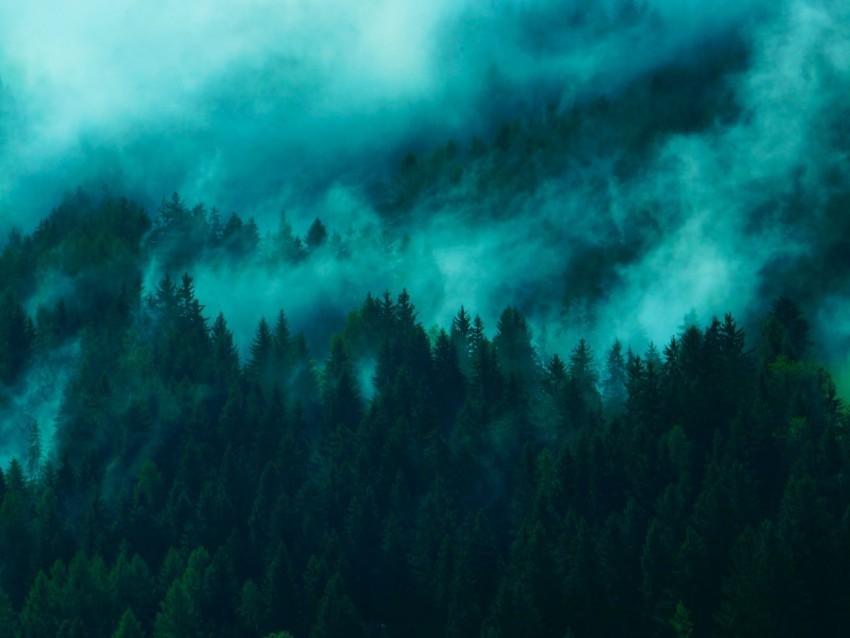 trees fog tops forest Free PNG images with alpha channel variety