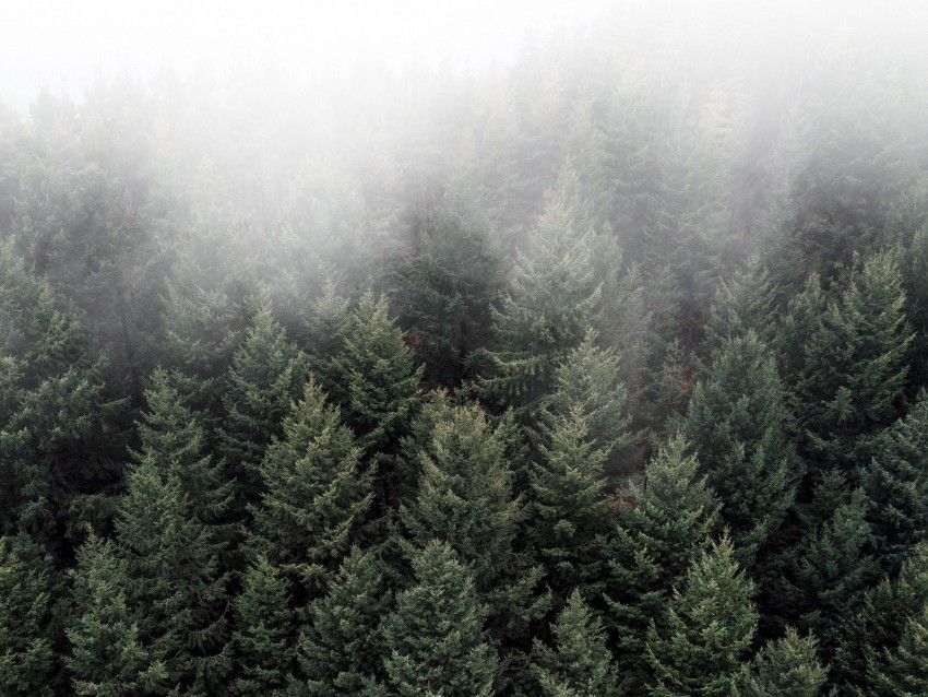 trees fog tops forest green aerial view Transparent PNG Isolated Object Design