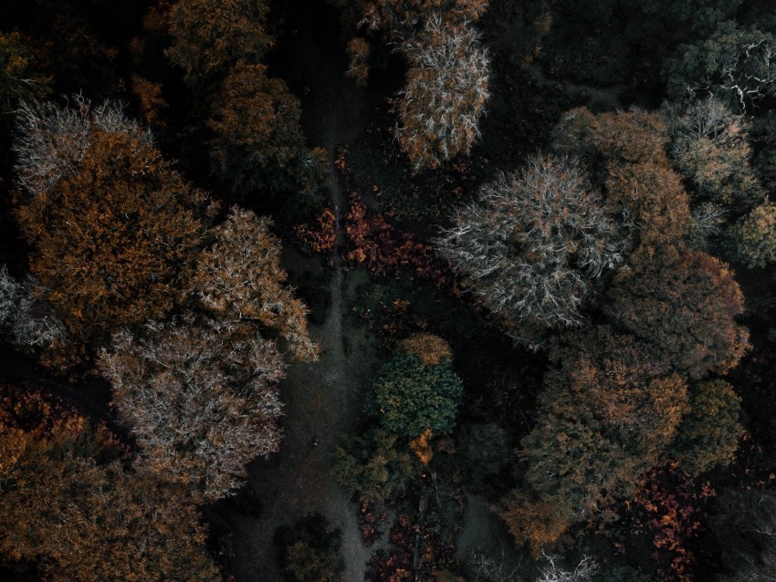 trees forest aerial view autumn dark Clear PNG pictures package