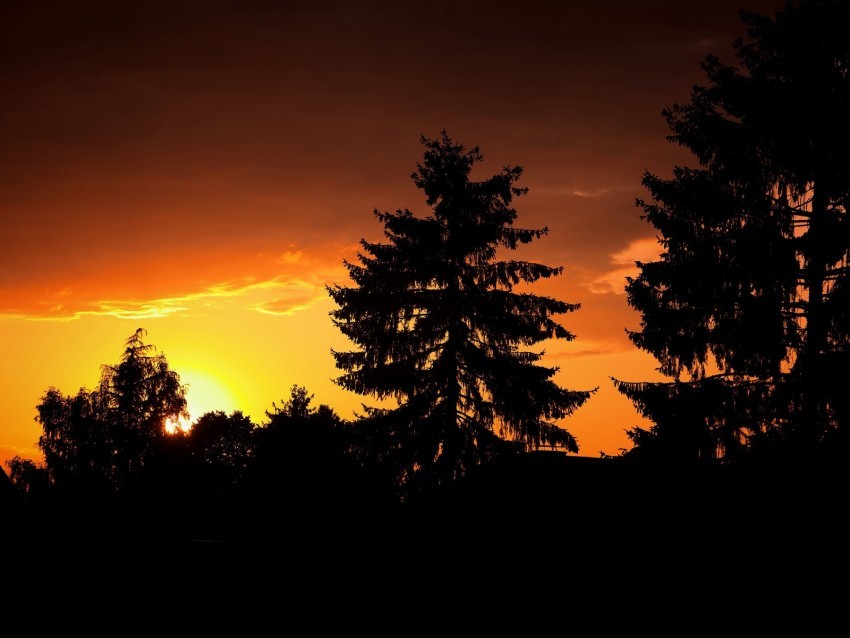 trees night forest branches outlines Clear image PNG