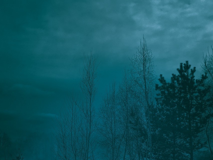 trees night moonlight twilight haze Isolated Subject in Transparent PNG 4k wallpaper