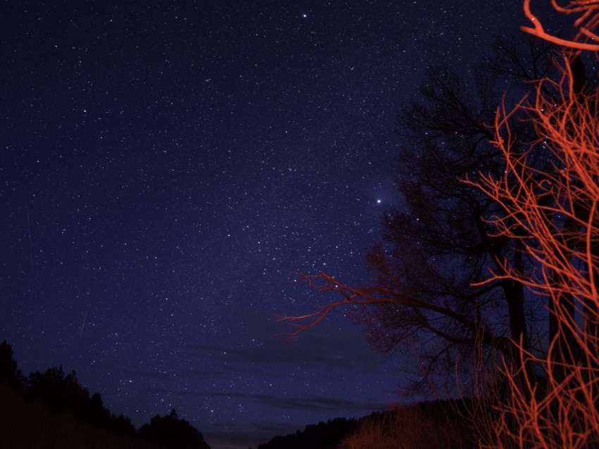 trees night starry sky branches twilight PNG images with clear alpha channel broad assortment 4k wallpaper