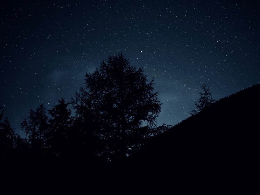 trees night stars sky dark Transparent Background PNG Isolated Art