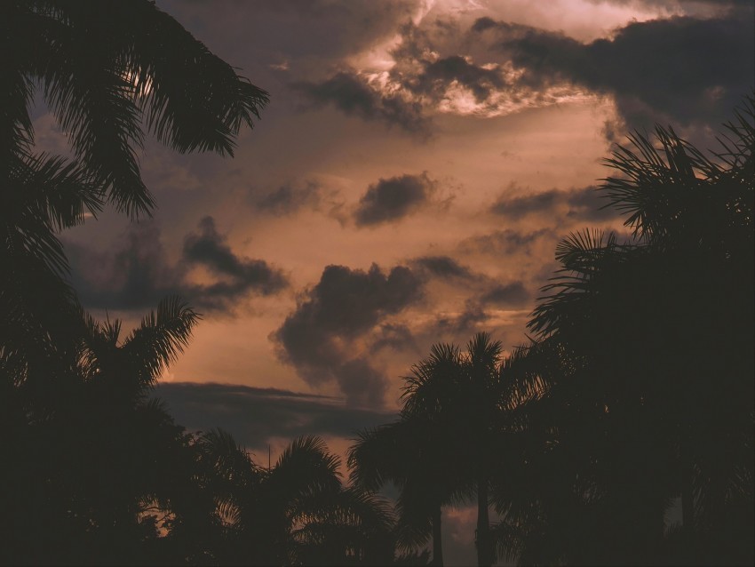 trees palm trees clouds sunset branches PNG images with alpha transparency free