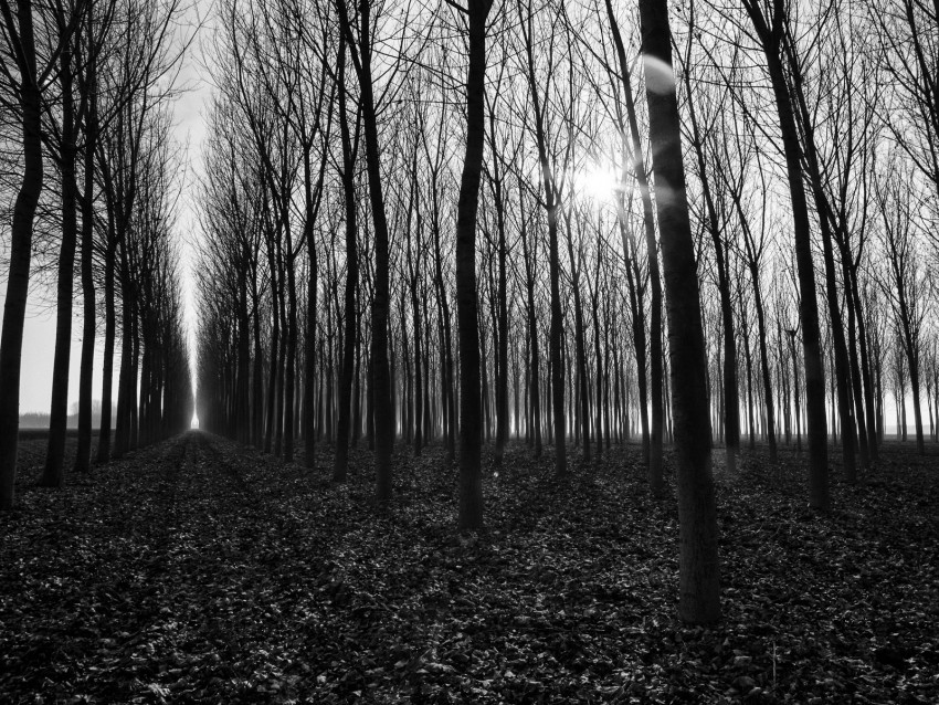 trees path bw gloomy autumn Isolated Design Element in HighQuality Transparent PNG